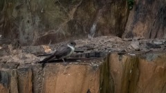 Klippesvale / Eurasian Crag Martin