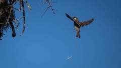 Spansk Spurv / Spanish Sparrow