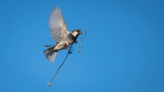 Spansk Spurv / Spanish Sparrow