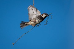 Spansk Spurv / Spanish Sparrow