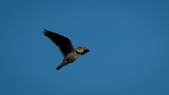Kalanderlærke / Calandra Lark