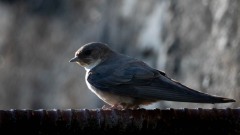 Klippesvale / Eurasian Crag Martin