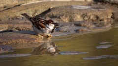 Spansk Spurv / Spanish Sparrow