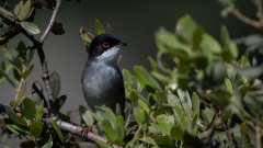 Sorthovedet sanger / Sardinia Warbler