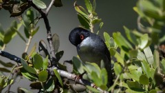 Sorthovedet sanger / Sardinia Warbler