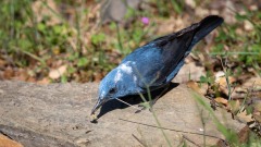 Blådrossel / Blue Rock Thrush