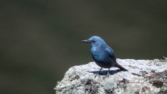 Blådrossel / Blue Rock Thrush
