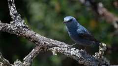 Blådrossel / Blue Rock Thrush