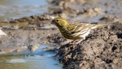 Gulirisk / Europen Serin
