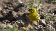 Gulirisk / Europen Serin
