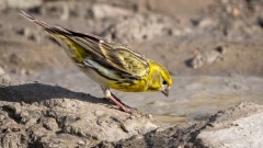 Gulirisk / Europen Serin