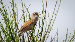 Brillesanger, Spectacled Warbler