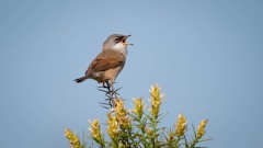 Brillesanger, Spectacled Warbler