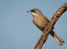 Brillesanger, Spectacled Warbler