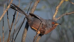 Provencesanger / Dartford Warbler