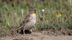 Stenspurv / Rock Sparrow
