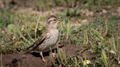 Stenspurv / Rock Sparrow