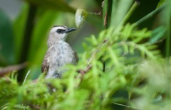 Hvidbrynet Bulbul / Indonesien, Yellow-vented Bulbul