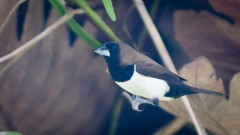 Javabronzefinke / Javan Munia