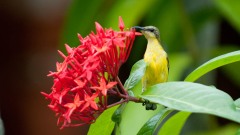 Olivenrygget Solfugl / Olive-backed Sunbird