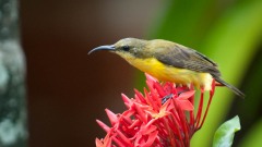 Olivenrygget Solfugl / Olive-backed Sunbird