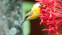 Olivenrygget Solfugl / Olive-backed Sunbird