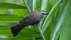 Hvidbrynet Bulbul / Yellow-vented Bulbul