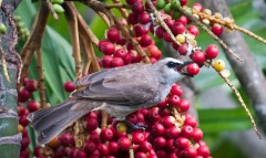 Hvidbrynet Bulbul / Yellow-vented Bulbul