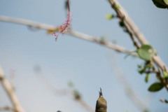 Olivenrygget Solfugl / Olive-backed Sunbird