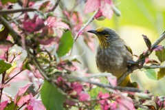 Gulstreget Bulbul /  Stripe-throated Bulbul