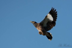 Maina stær / Common Hill Myna