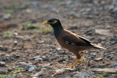 Maina Stær / Common Hill Myna