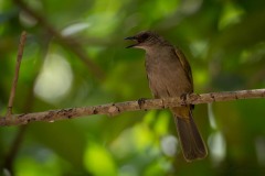 Olivenbulbul / Olive-winged Bulbul