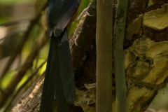 Sharma drossel / White-rumped shama