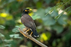 Maina Stær / Common Hill Myna