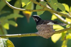 Hvidbrynet Viftehale / White-browed Fantail