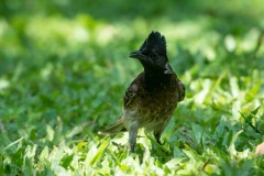 Rødgumpet Bulbul /  Red-vented Bulbul