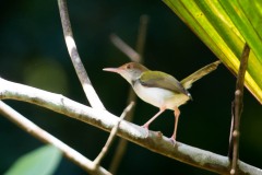 Indisk Skrædderfugl / Common Tailorbird