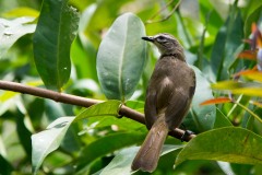 Indisk Bulbul /  White Browed Bulbul