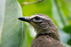 Indisk Bulbul /  White Browed Bulbul