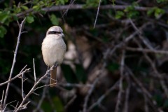 Sydlig Stor Tornskade / Southern Grey Shrike