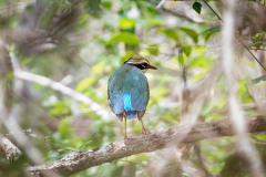 Indian Pitta / Indian Pitta