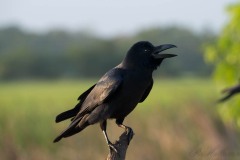 Huskrage / House Crow