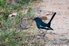 Dayal / Oriental Magpie-robin