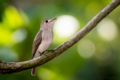 Brun Fluesnapper / Asian Brown Flycatcher