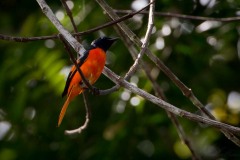 Skarlagenminivit / Scarlet Minivet