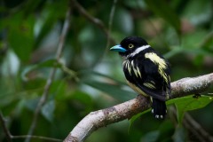 Guløjet brednæb / Black-and-yellow Broadbil