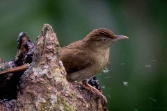 Malayiole / Buff-vented Bulbul