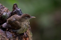 Malayiole / Buff-vented Bulbul