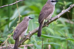 Hvidbrynet Bulbul / ellow-vented Bulbul